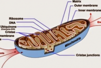 √ Mitokondria : Pengertian , Struktur dan Fungsinya Lengkap
