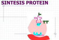 √ Sintesis Protein : Pengertian , Tujuan dan Tahapannya Lengkap