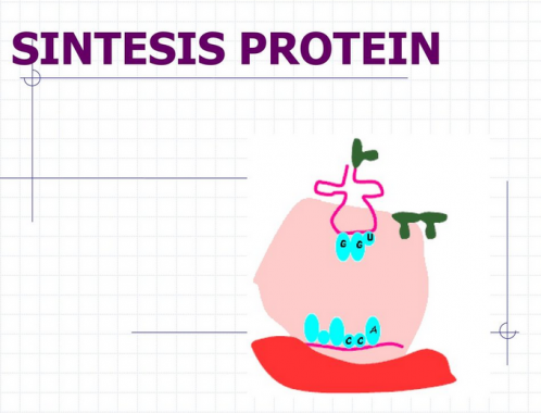 √ Sintesis Protein : Pengertian , Tujuan dan Tahapannya Lengkap