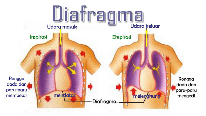 √ Diafragma : Pengertian, Struktur dan Fungsinya Lengkap