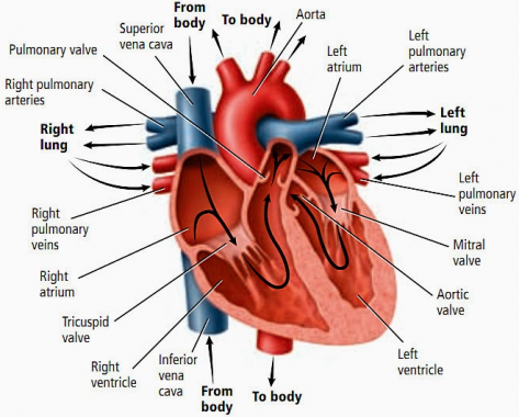 √ Jantung : Pengertian, Fungsi dan Strukturnya Lengkap