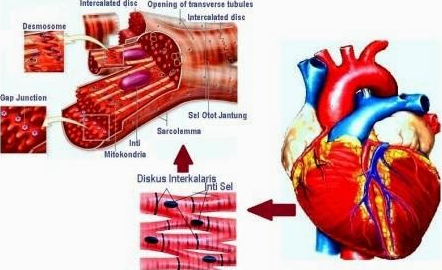 √ Otot Jantung : Pengertian, Struktur, Ciri dan Fungsinya Lengkap