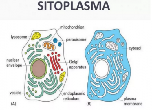 √ Sitoplasma : Pengertian, Ciri, Fungsi dan Strukturnya Lengkap