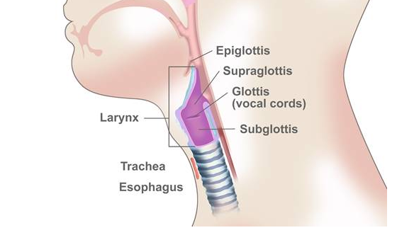 Tenggorokan adalah salah satu organ sistem