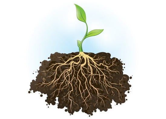 Jelaskan perbedaan antara akar serabut dan akar tunggang