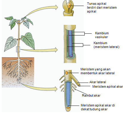 Jaringan penyusun akar tumbuhan dikotil yang memiliki karakteristik seperti meristem adalah