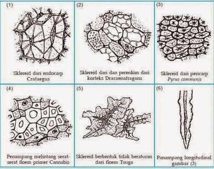 √ Jaringan Sklerenkim : Pengertian, Letak, Ciri dan Jenisnya Lengkap