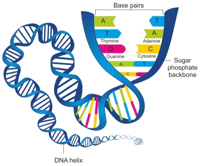 √ Kromosom : Pengertian, Struktur, Jenis dan Fungsinya Lengkap