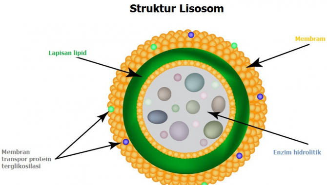 Struktur lisosom deskripsi Struktur Teks
