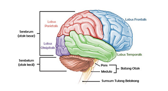 √ Otak : Pengertian, Fungsi, Sel dan Strukturnya Lengkap