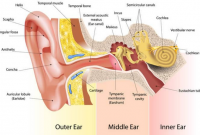 √ Telinga : Pengertian, Bagian dan Fungsinya Lengkap
