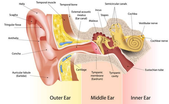 √ Telinga : Pengertian, Bagian dan Fungsinya Lengkap