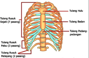 Tujuh pasang tulang rusuk sejati melekat pada tulang dada, yakni pada bagian ….