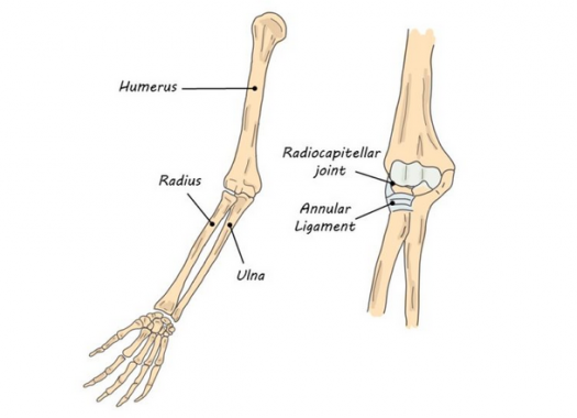 √ Tulang Hasta : Pengertian, Fungsi dan Strukturnya Lengkap