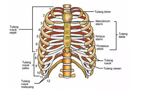 √ Tulang Rusuk : Pengertian, Struktur, Fungsi dan Jenis Penyakitnya Lengkap