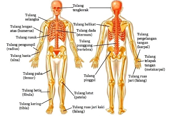 √ Tulang : Pengertian, Fungsi, Struktur dan Bentuknya Lengkap