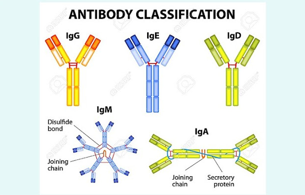 √ Antibodi : Pengertian, Fungsi, Jenis, dan Sifatnya Lengkap