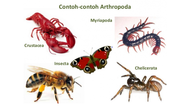 √ Arthropoda : Pengertian, Ciri, Klasifikasi dan Peranannya Lengkap