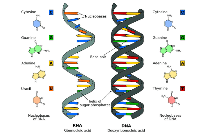 √ Perbedaan DNA dan RNA : Pengertian, Struktur dan Fungsinya Lengkap