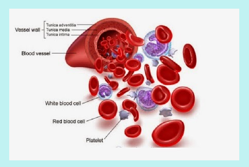 Bagian terbesar penyusun darah adalah