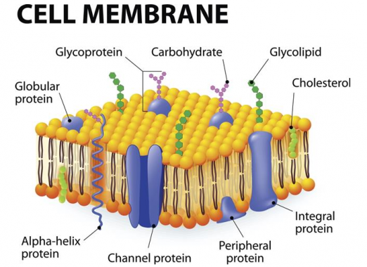 Dinding deskripsi sel struktur Struktur dan