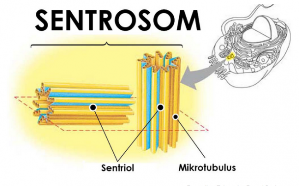 √ Sentrosom : Pengertian, Fungsi, Peranan dan Siklusnya Lengkap