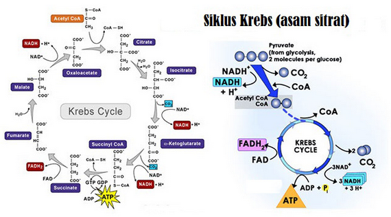 √ Siklus Krebs : Pengertian, Fungsi, Tahapan dan Hasilnya Lengkap