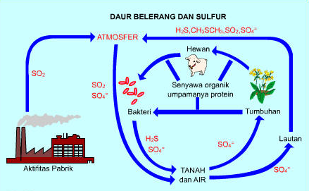 √ Siklus Sulfur : Pengertian, Proses, Fungsi dan Dampaknya Lengkap