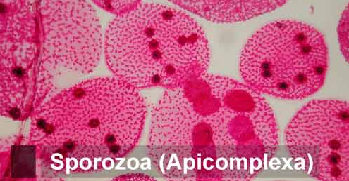 √ Sporozoa : Pengertian, Ciri, Reproduksi dan Jenisnya Lengkap
