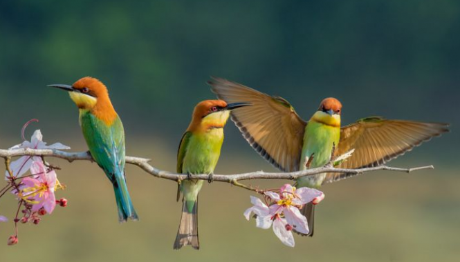 Hewan Aves Pengertian Struktur Dan Klasifikasinya Lengkap