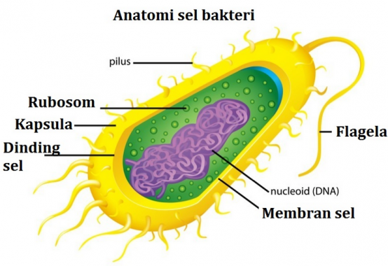 Bakteri dengan flagel menyebar diseluruh permukaan sel disebut