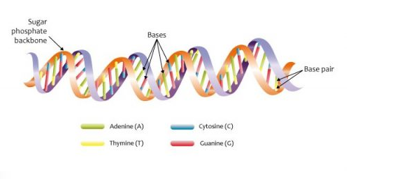 √ DNA : Pengertian, Struktur, Ciri, Sifat dan Komponen Penyusunnya Lengkap