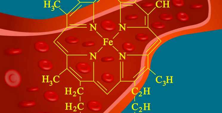 √ Hemoglobin : Pengertian, Fungsi, Struktur dan Kadarnya Lengkap