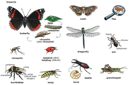 √ Insecta : Pengertian, Ciri, Sistem Organ dan Klasifikasinya Lengkap