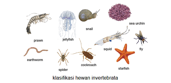 Ciri-Ciri Invertebrata : Pengertian, Jenis & Klasifikasinya