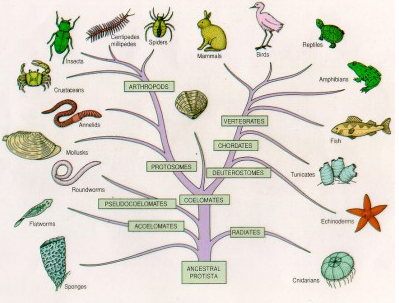 Merupakan pseudoselomata hewan yang hewan adalah triploblastik Biologi X