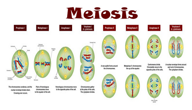 √ Meiosis : Pengertian, Ciri, Fungsi dan Prosesnya Lengkap