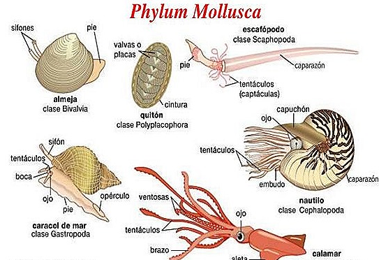 √ Mollusca : Pengertian, Struktur, Sistem Organ dan Klasifikasinya Lengkap
