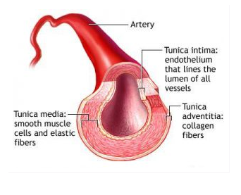 √ Arteri : Pengertian, Ciri, Fungsi, Struktur dan Jenisnya Lengkap