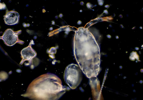 √ Plankton : Pengertian, Jenis dan Peranannya Lengkap