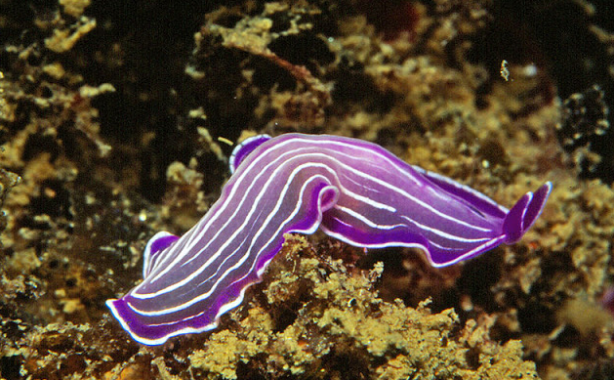 cacing platyhelminthes ppt)