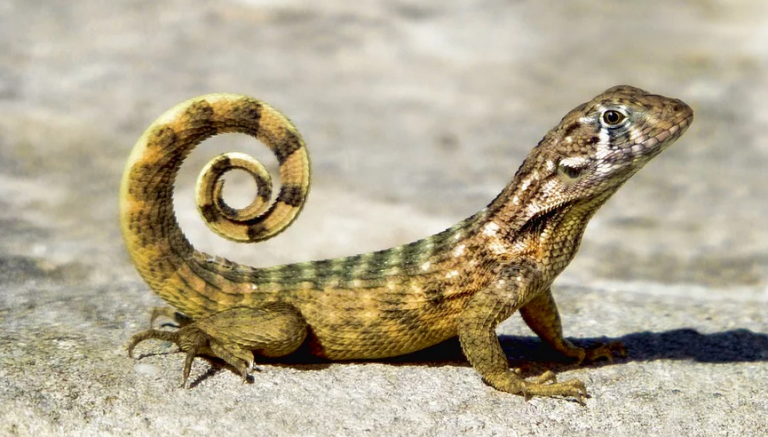 Klasifikasi Hewan  Reptil  Pengertian Ciri  Strukturnya 