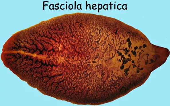 Fase hidup larva cacing hati fasciola hepatica saat masuk ke tubuh siput lymnea adalah