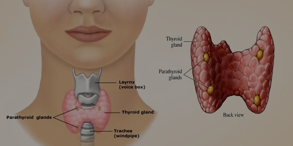 Apakah kelenjar berbahaya tiroid Nodul Tiroid,