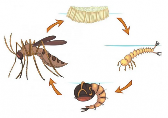 √ Siklus Hidup Nyamuk : Fase dan Cara Berkembang Biaknya Lengkap