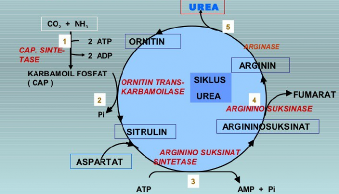 √ Siklus Urea : Pengertian, Tahapan dan Reaksinya Lengkap