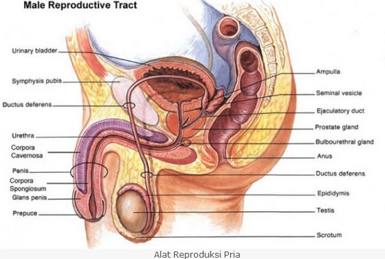 √ Sistem Reproduksi Pria : Organ, Hormon dan Gangguannya Lengkap
