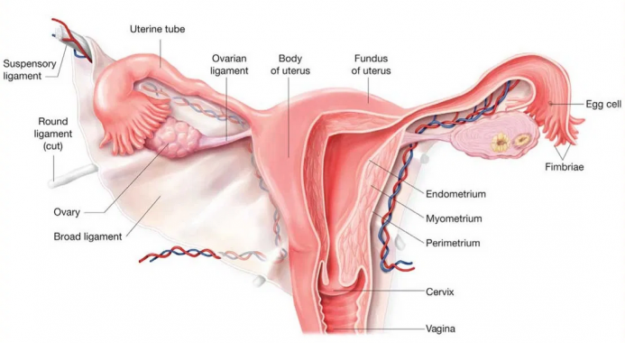 Fungsi uterine fundus