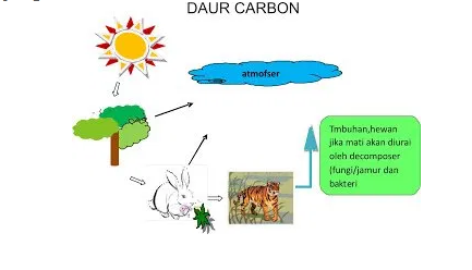 √ Siklus Karbon : Pengertian, Sumber, Proses dan Penyimpanannya Lengkap