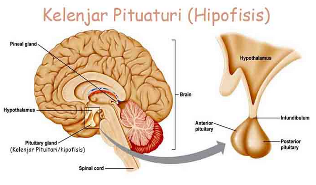 √ Kelenjar Pituitari : Pengertian, Fungsi, Struktur dan Gangguannya Lengkap